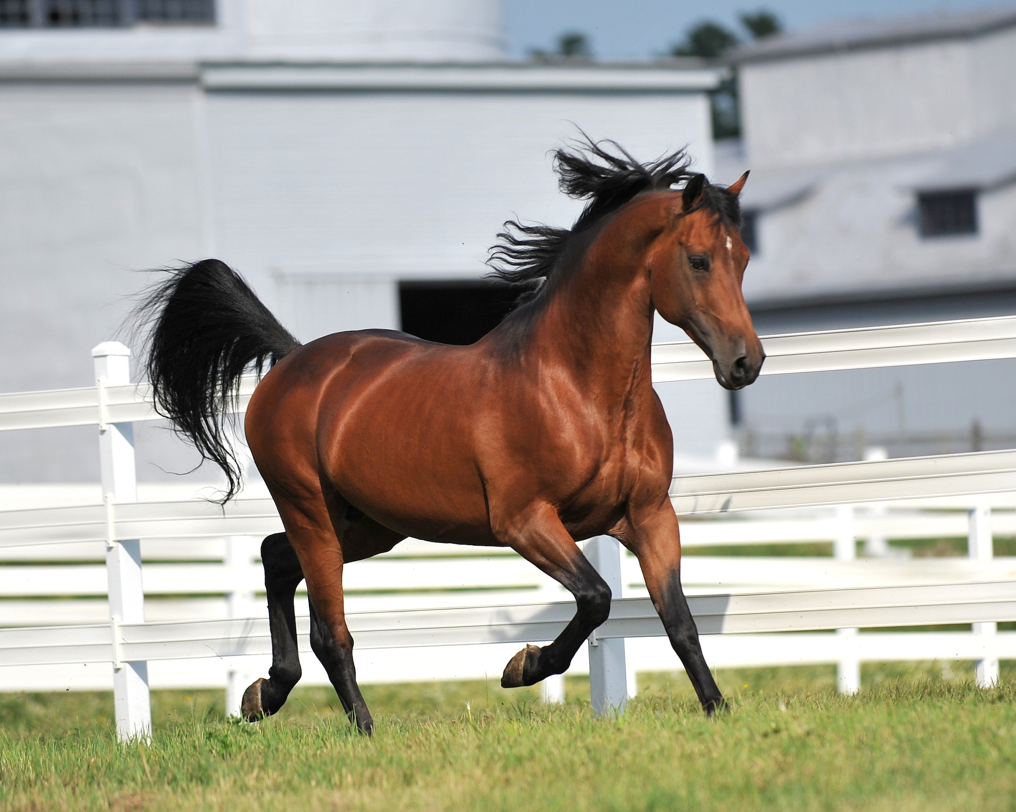Easy horse breeds: Which one is right for you?