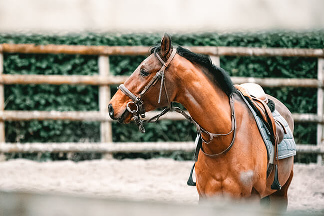 Horse so you think you can afford one? Find out the cost of horse owning.