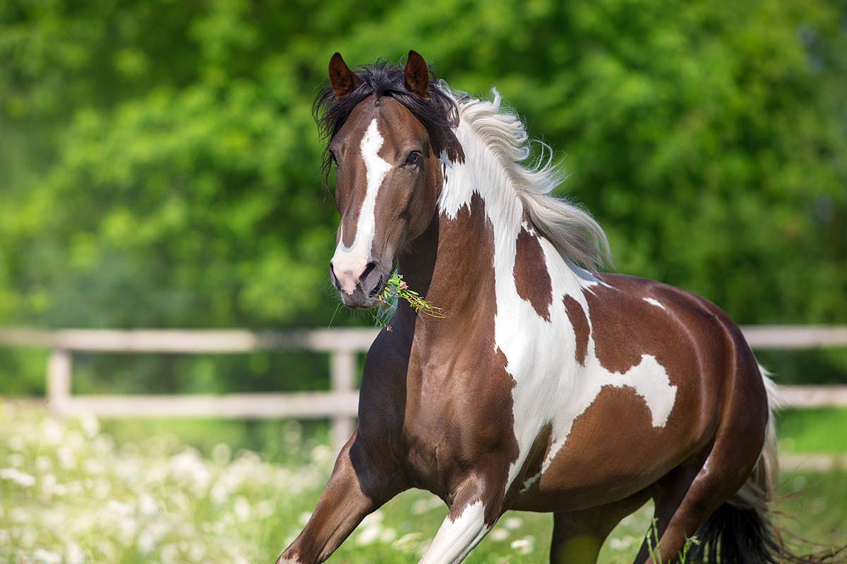 Dealing with Wet Paint Horse: A Simple Guide for Everyone!