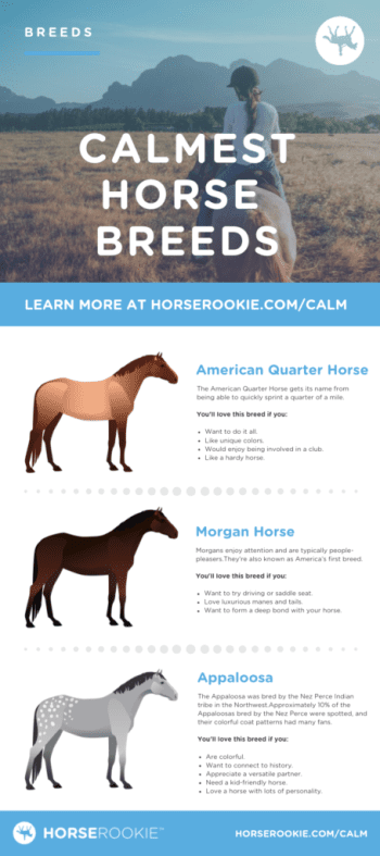 Easy horse breeds: Which one is right for you?