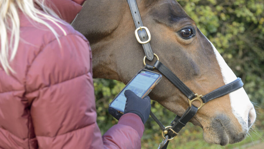 Avoid Being Horse Poor: Smart Tips for Horse Owners on a Budget