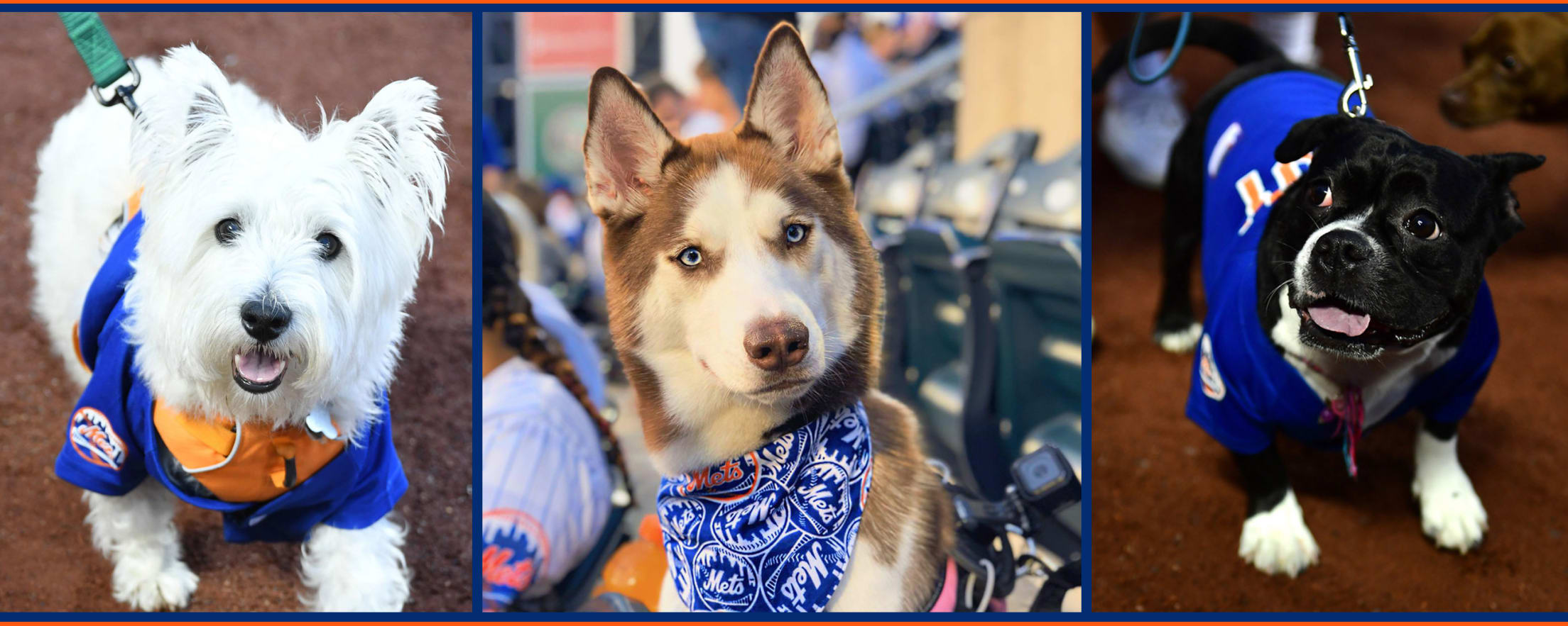 Mets Bark in the Park 2024: Rules and Regulations, Make Sure You and Your Pup Have a Great Time.