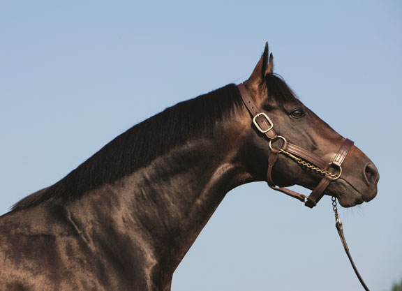 Bernardini Stallion: What Makes This Horse Stand Out? See Why Breeders Love Him!