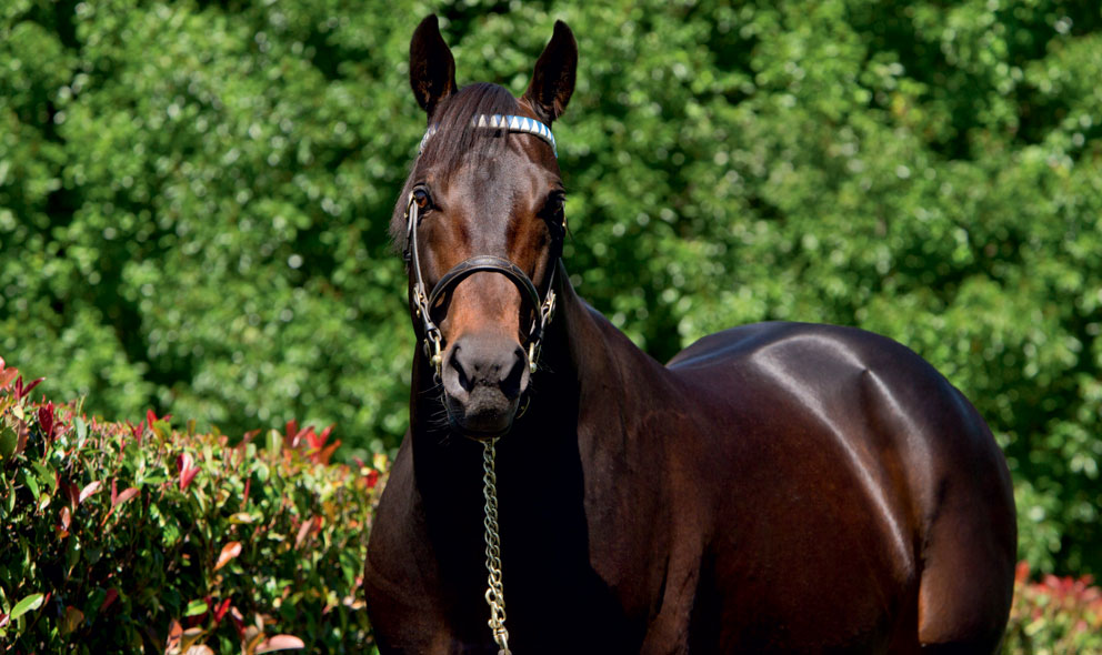 Bernardini Stallion: What Makes This Horse Stand Out? See Why Breeders Love Him!