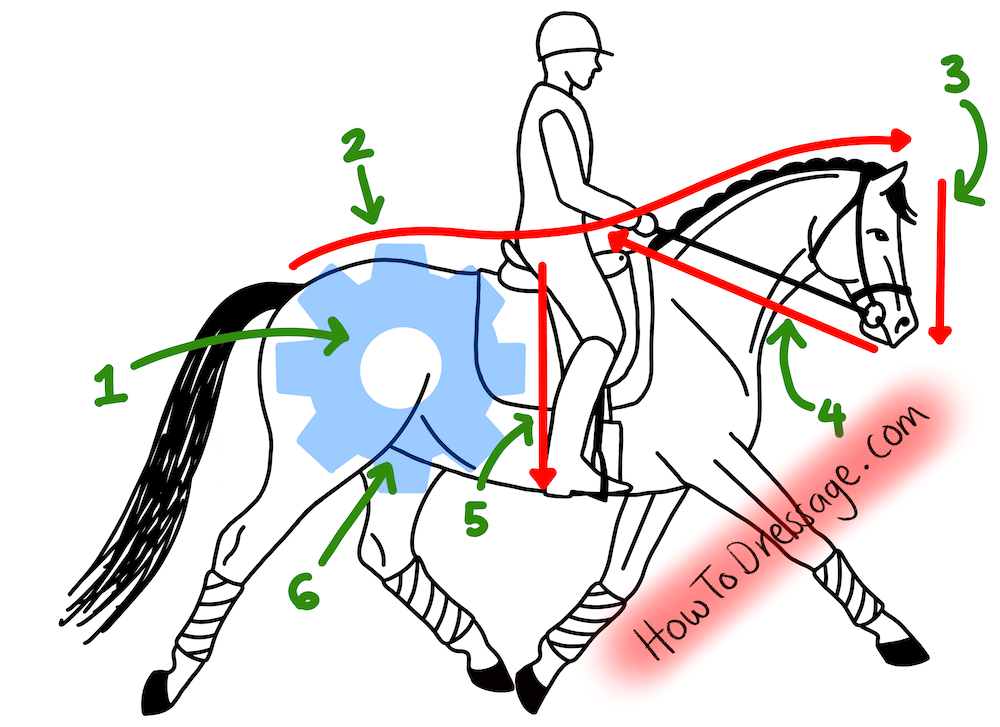 Front of Horse Explained: What Does It Mean for Riding?