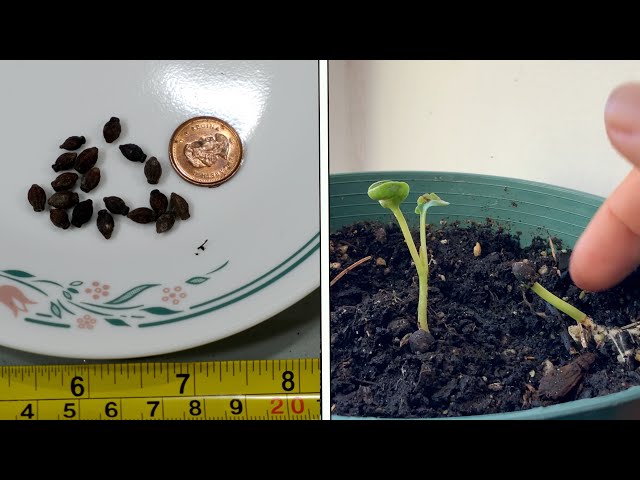 Growing Jasmine from Seeds: Learn the Easy Way to Do It