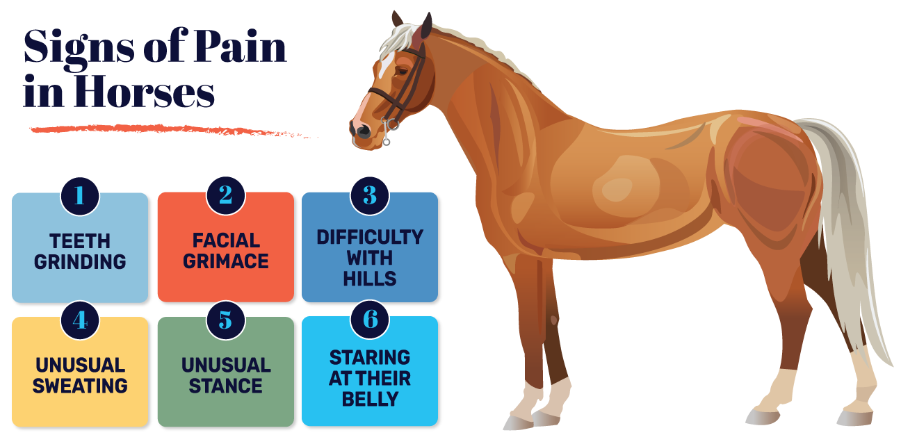 Is Your Horse Limping? It Might Be a Stifle Injury (Signs and Solutions for Horse Care)