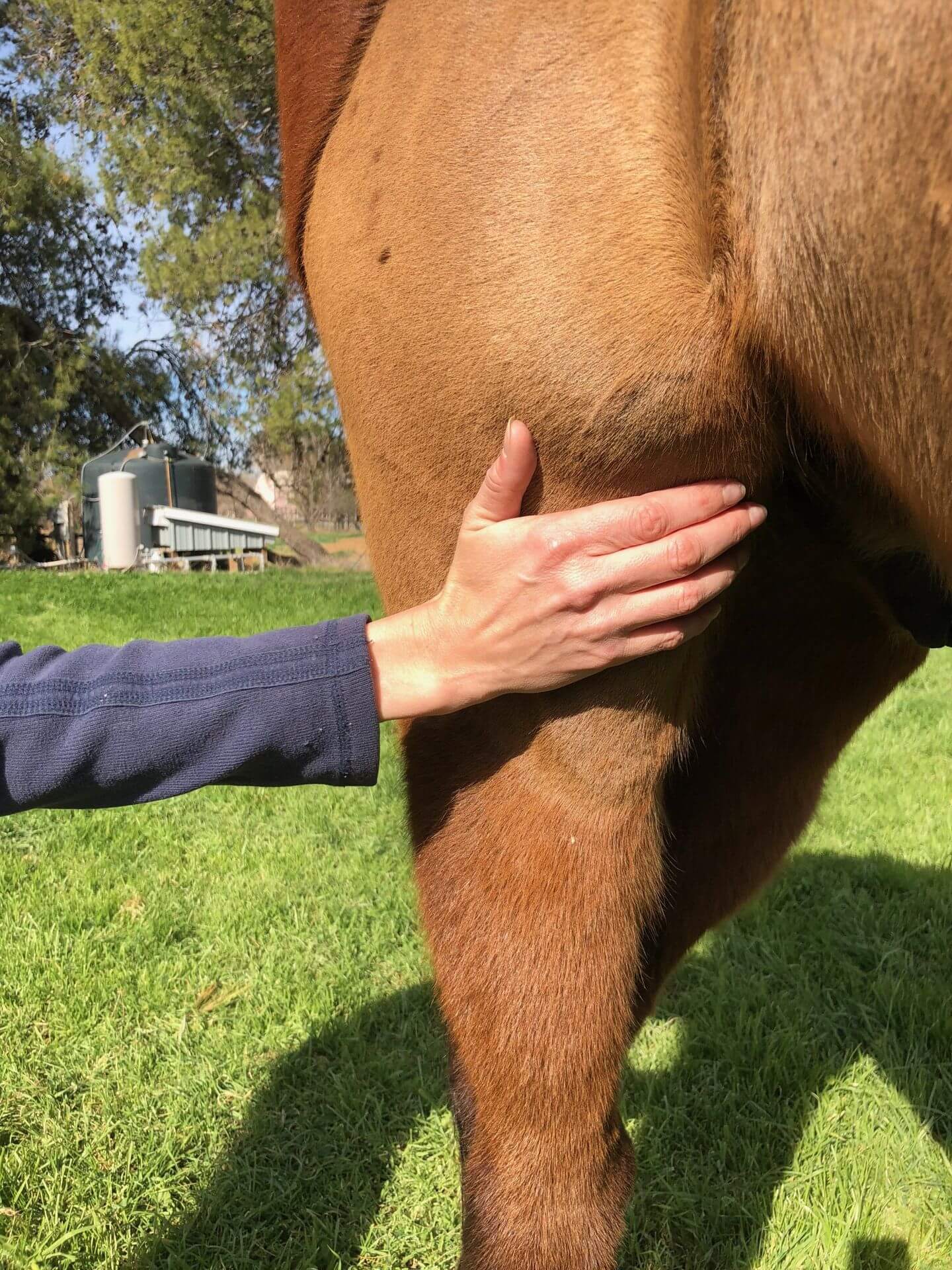 Is Your Horse Limping? It Might Be a Stifle Injury (Signs and Solutions for Horse Care)