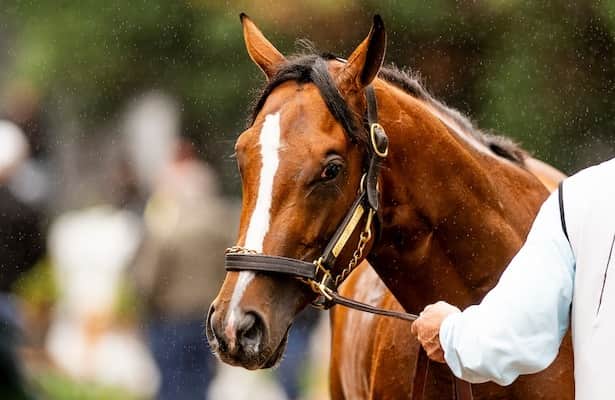 Mystik or Pedigree: Which One Should You Choose? Heres How to Make the Best Decision.