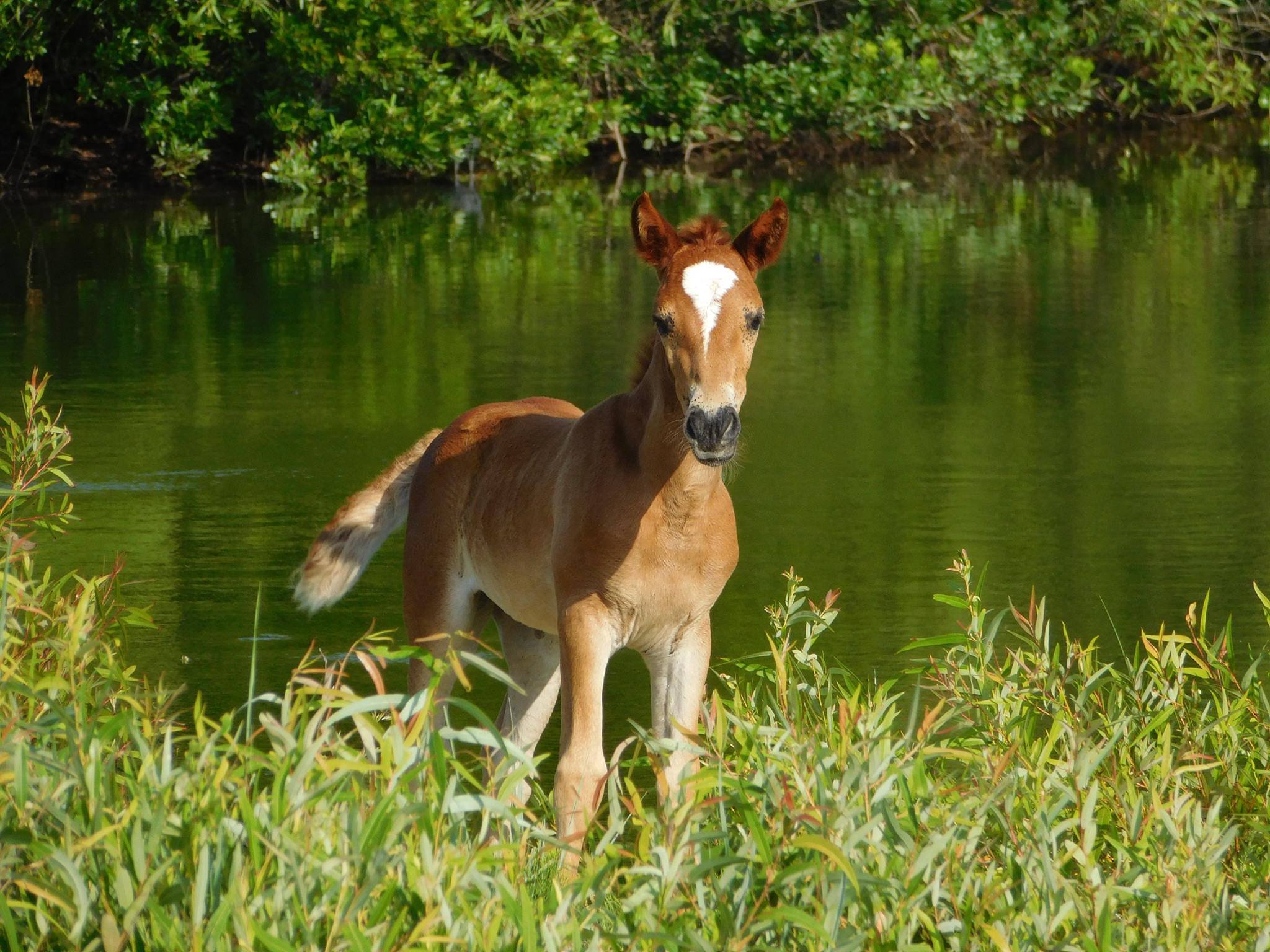 Filly and Mare: Understanding the Difference, Heres a Beginners Guide to These Two Words.