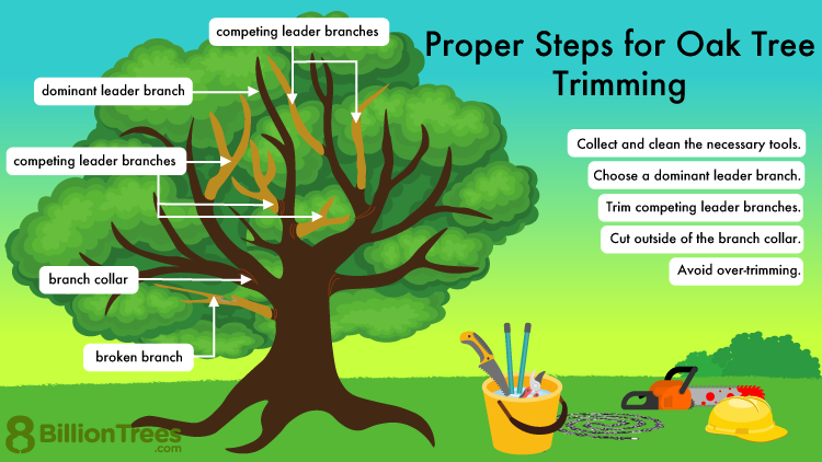 Oak Tree Vir Care Tips: A Simple Guide for Beginners and Experts!
