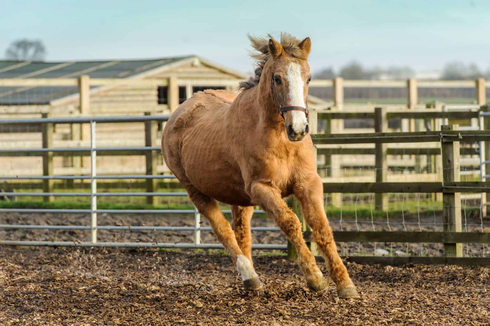 Oldest Horse Alive 2023: Unbelievable! The Oldest Horse and How They Lived!