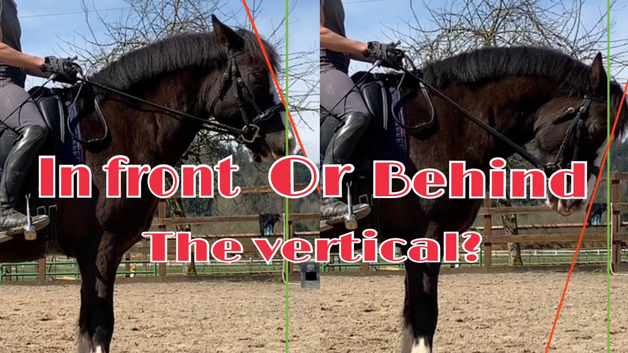 Front of Horse Explained: What Does It Mean for Riding?
