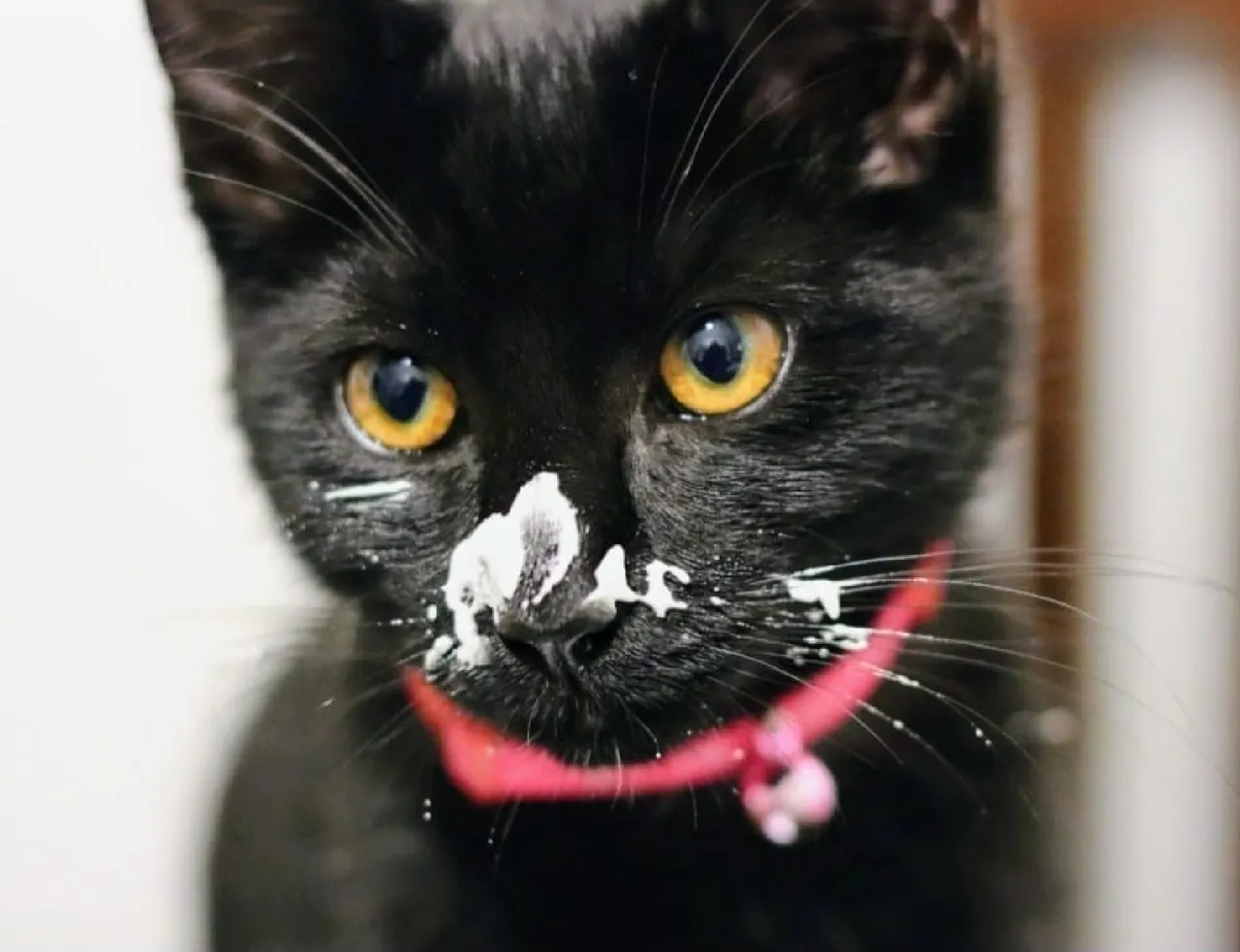 Coco cat personality traits: Discover what makes coco cats special!