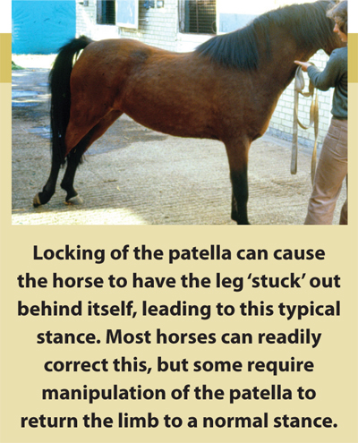 Is Your Horse Limping? It Might Be a Stifle Injury (Signs and Solutions for Horse Care)