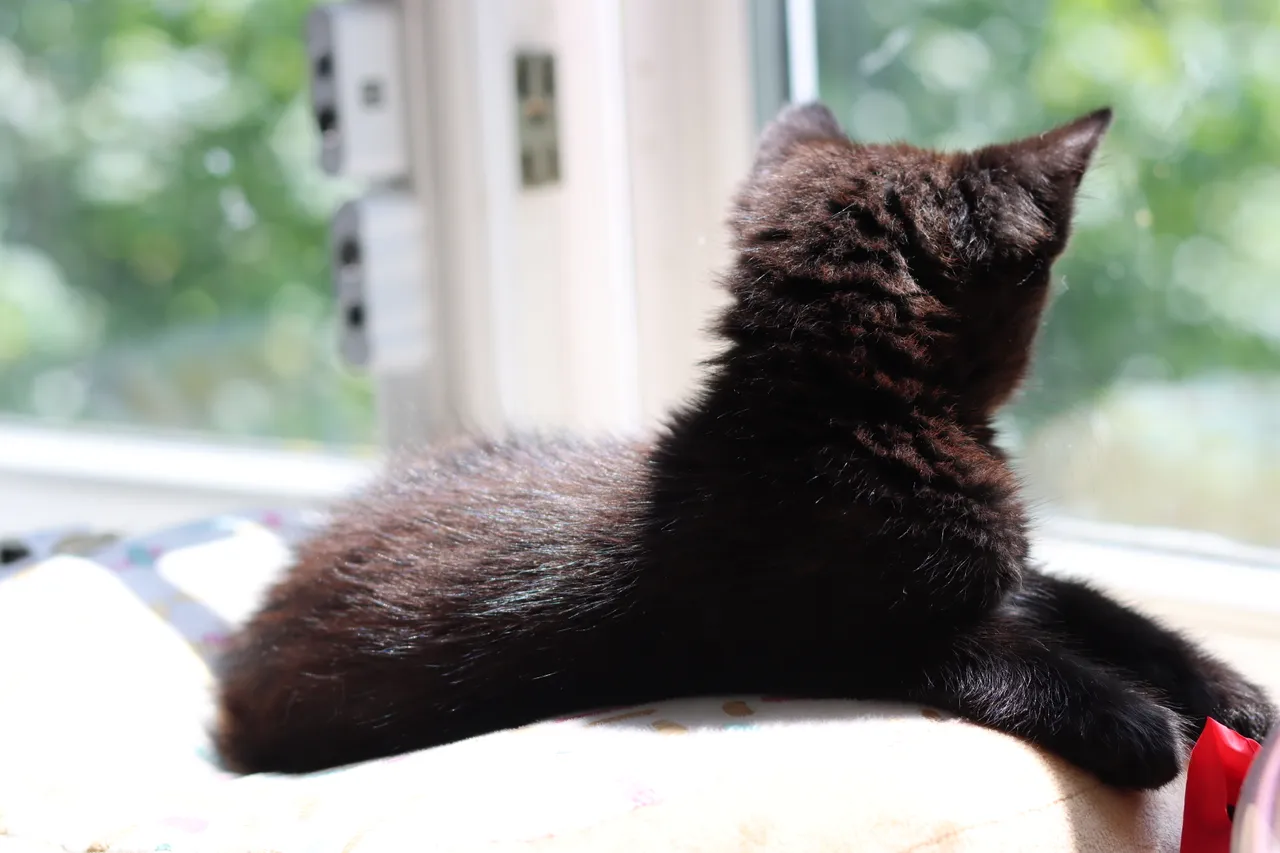 Coco cat personality traits: Discover what makes coco cats special!