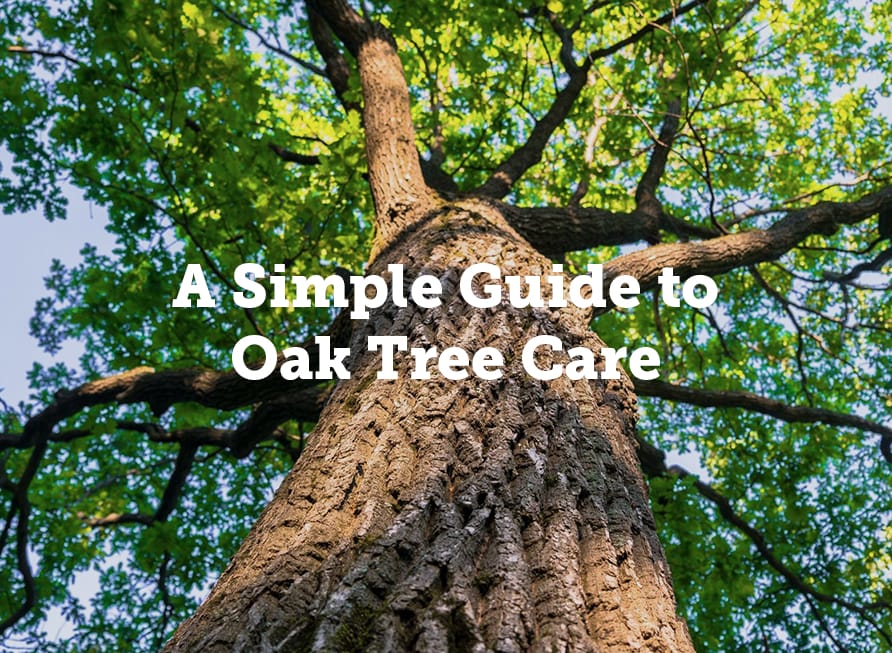 Oak Tree Vir Care Tips: A Simple Guide for Beginners and Experts!