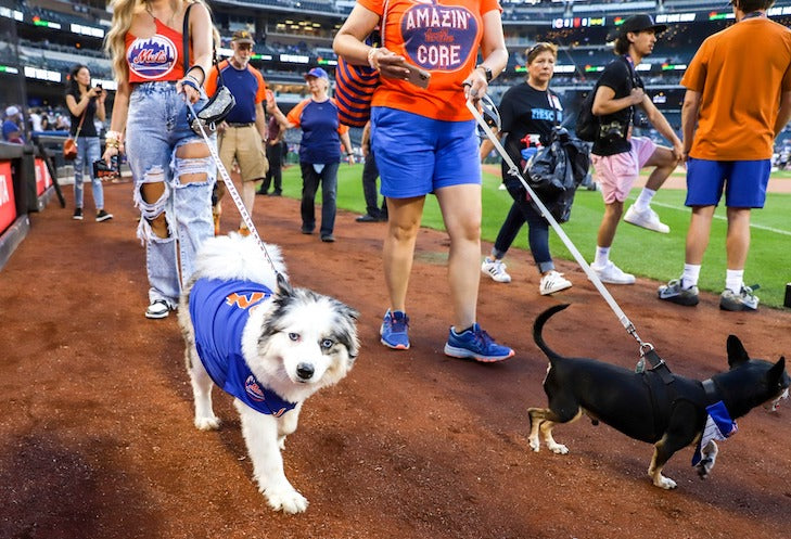 Mets Bark in the Park 2024: Rules and Regulations, Make Sure You and Your Pup Have a Great Time.