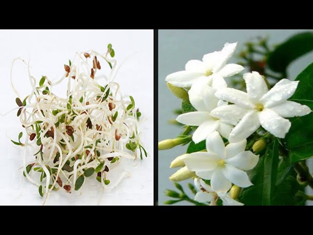 Growing Jasmine from Seeds: Learn the Easy Way to Do It
