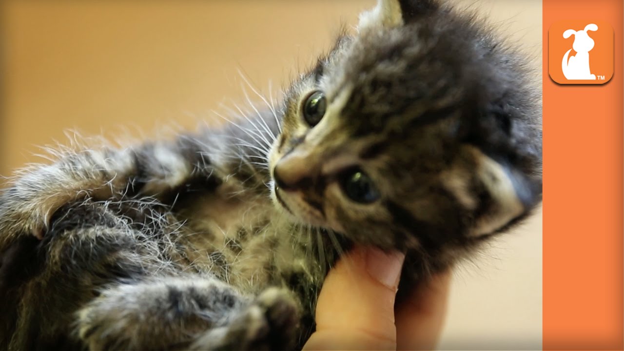 youkittenme Cutest Moments (Simple Tips for Kitten Lovers)