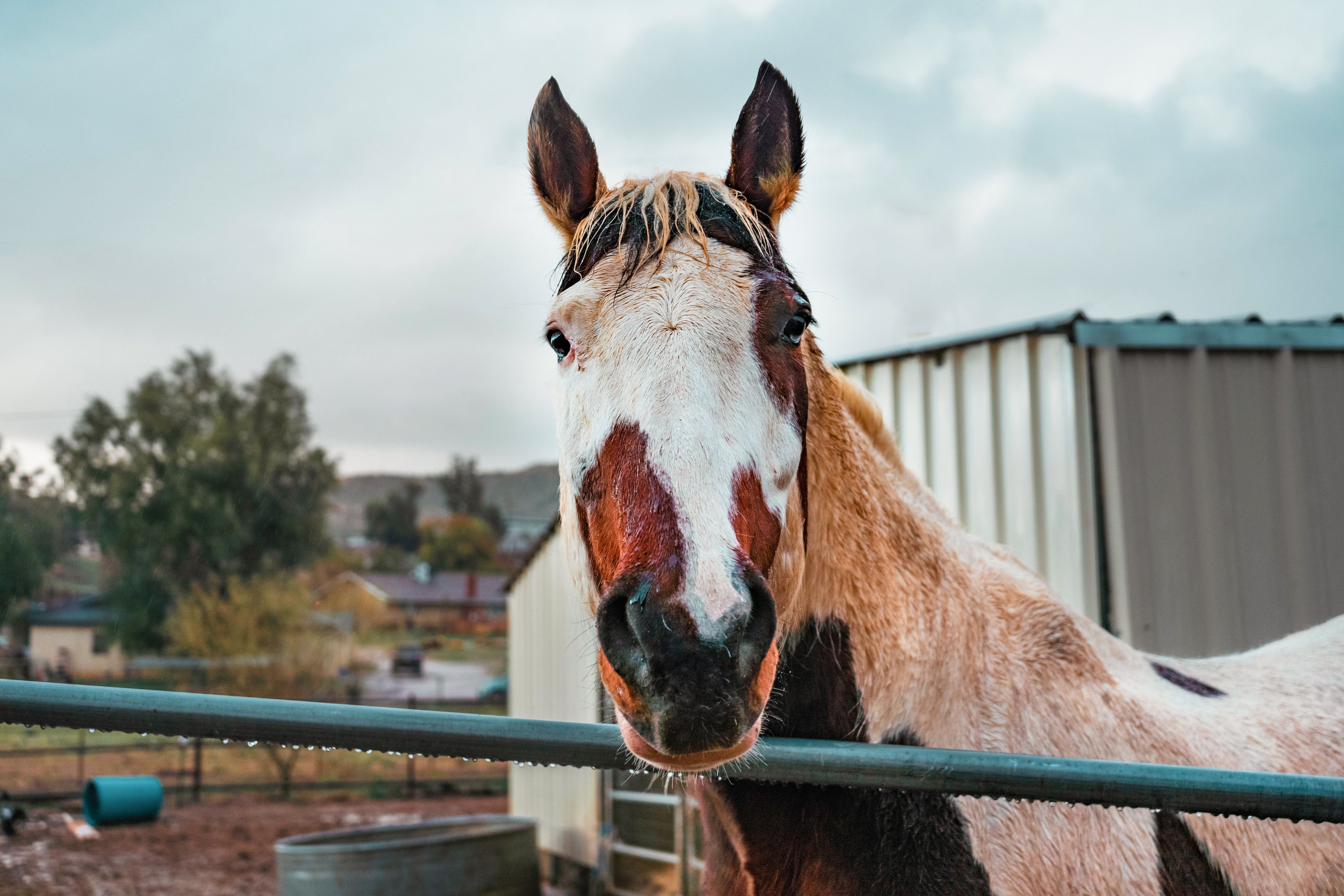 How Much Do Thoroughbred Horses Cost? (Beginners Buying Guide)