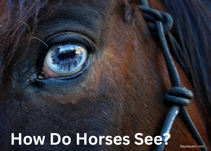 Horse Vision Facts You Should Know (Learn About the Unique Way Horses See)