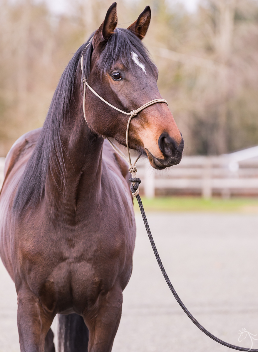 Raven Horse Training: Easy Steps for a Well-Behaved Horse!
