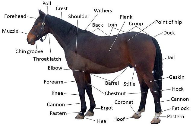 Horse Balls Deep Meaning: Slang Term, Origin, and Uses