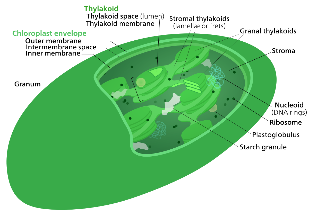 The location of where do the light independent reactions take place?