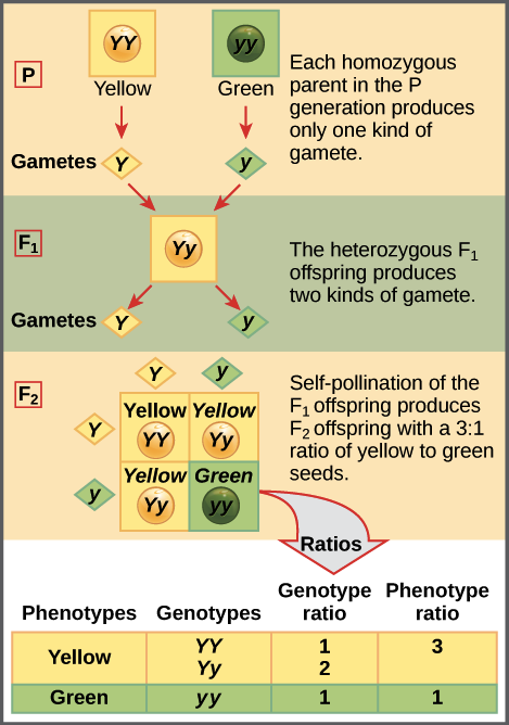 Which Scenario Breaks the Law of Segregation? Get a Clear Understanding Today!