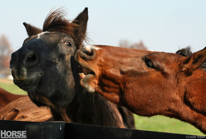 Ken Horses Explained: Your Questions Answered in Plain English