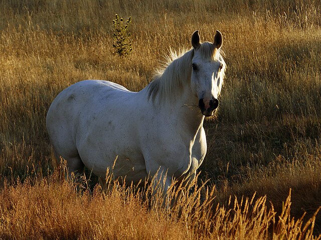 Horse Balls Deep Meaning: Slang Term, Origin, and Uses