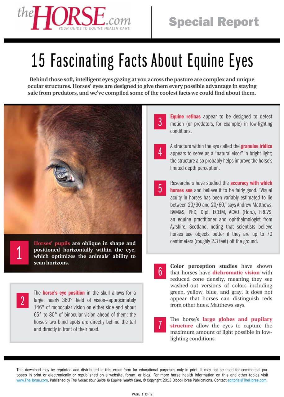 Horse Vision Facts You Should Know (Learn About the Unique Way Horses See)