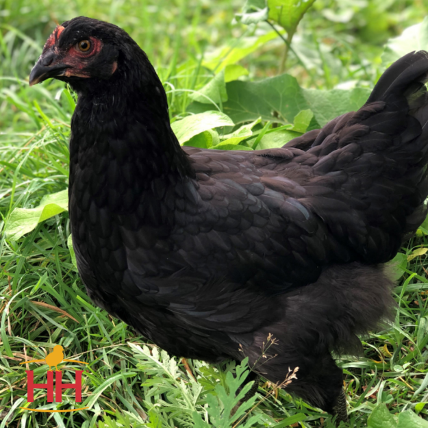 Midnight Majesty Chicken: A Quick and Easy Dinner Delight.