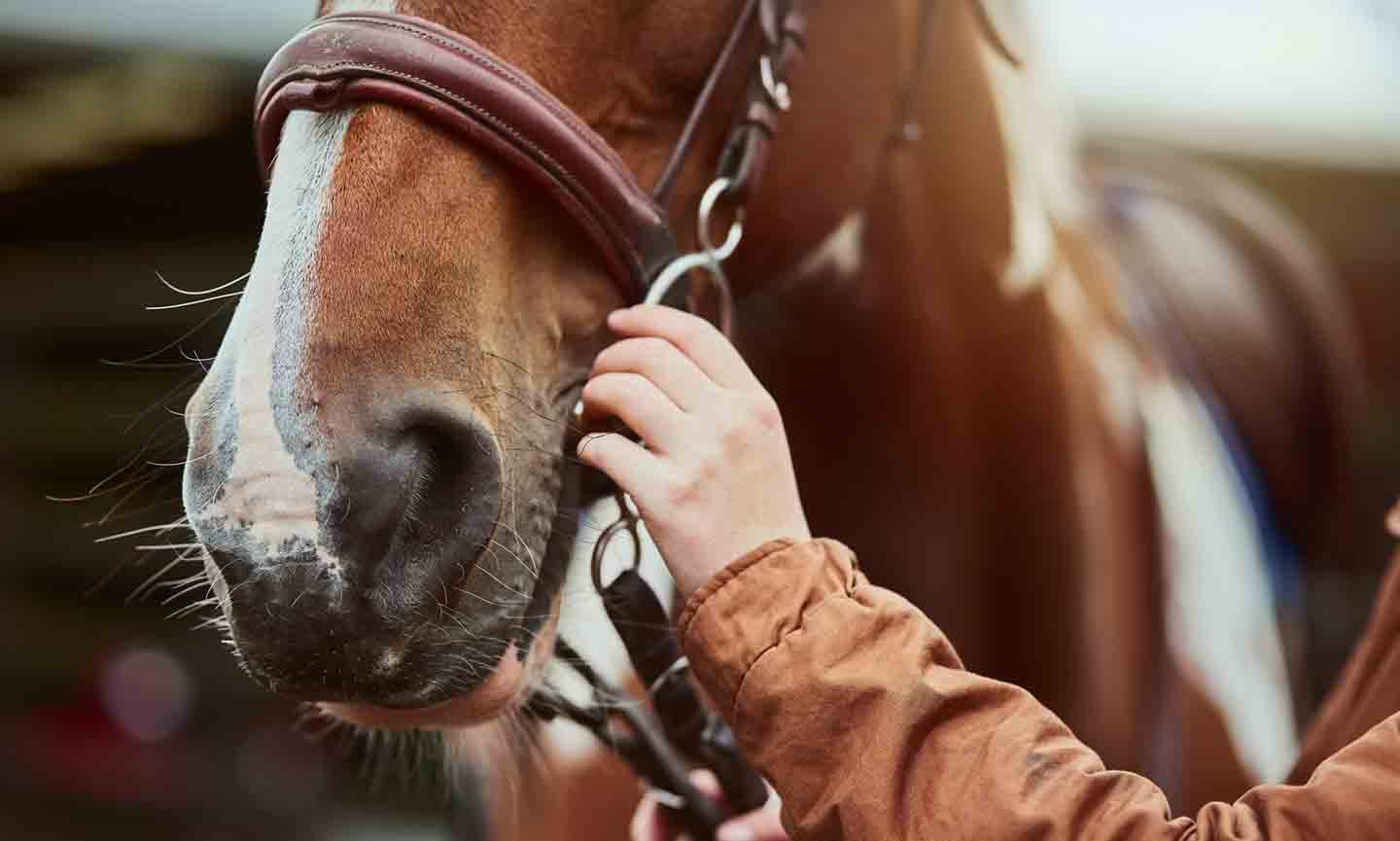Need quality equin supplies? Find the best gear and food for your horse here.