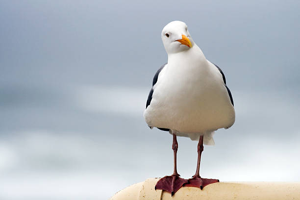 Seagull Standing There? Best Ways To Photograph It!