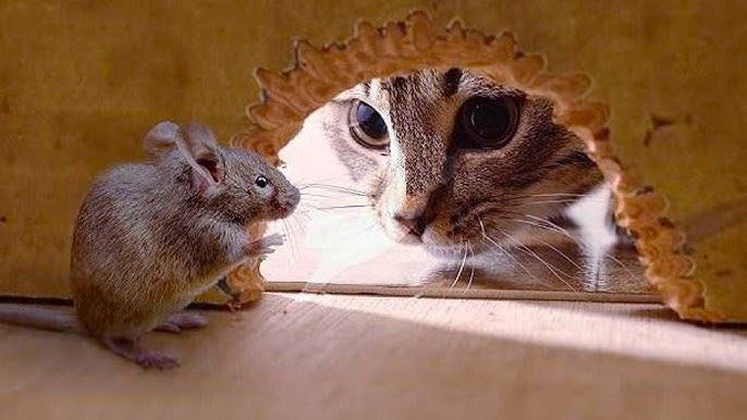 Funny cat with mouse videos compilation online! Watch these hilarious interactions between cat and mouse today.