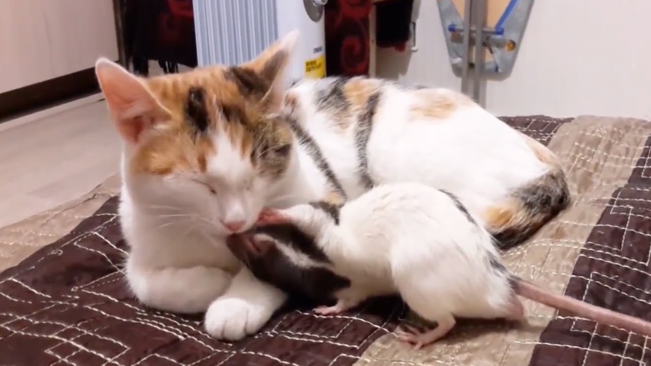 Funny cat with mouse videos compilation online! Watch these hilarious interactions between cat and mouse today.