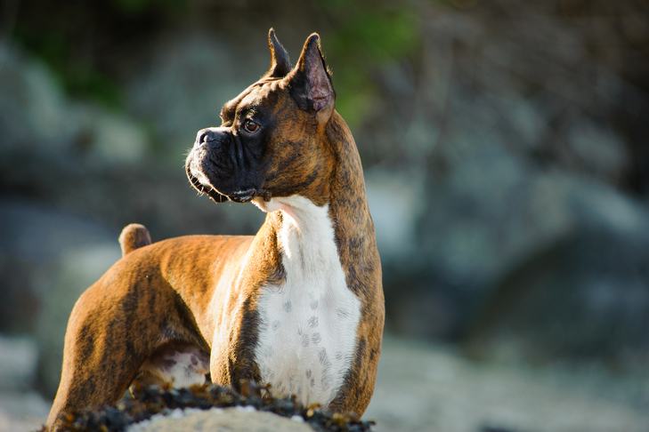 Bishop Boxer Facts: Everything You Need to Know