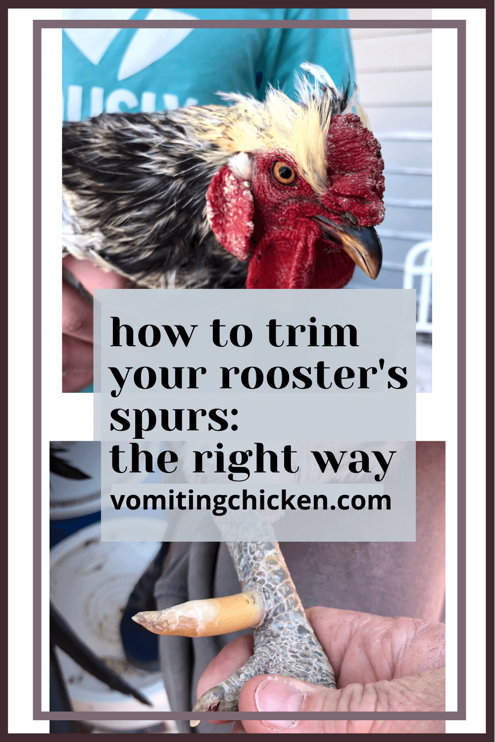 Got a Rooster with Sharp Spurs? Heres What You Need to Know!