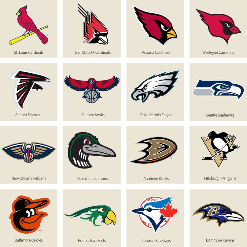 Find Your Team: A Complete Guide to NFL Bird Logos.