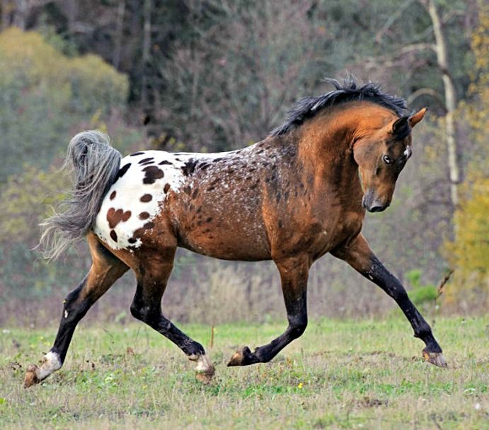 All about Tiger Horse Breed: Origins, Characteristics, and Care, basic information.