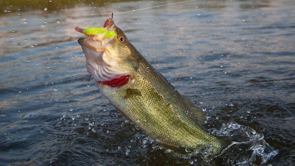 Secret Spots: Fishing on a Golf Course (Ultimate Guide)