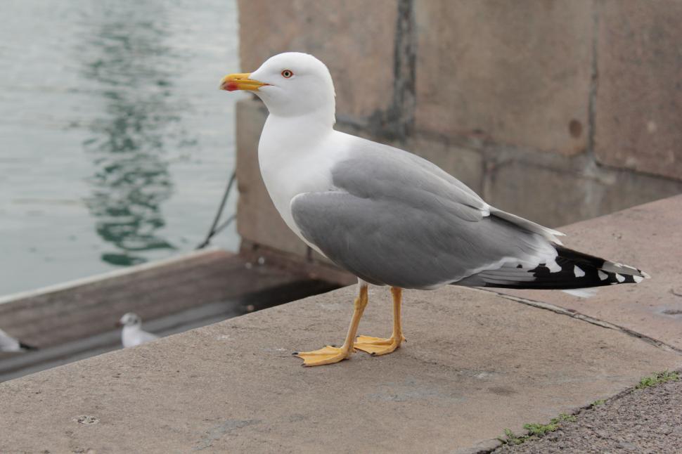 Seagull Standing There? Best Ways To Photograph It!