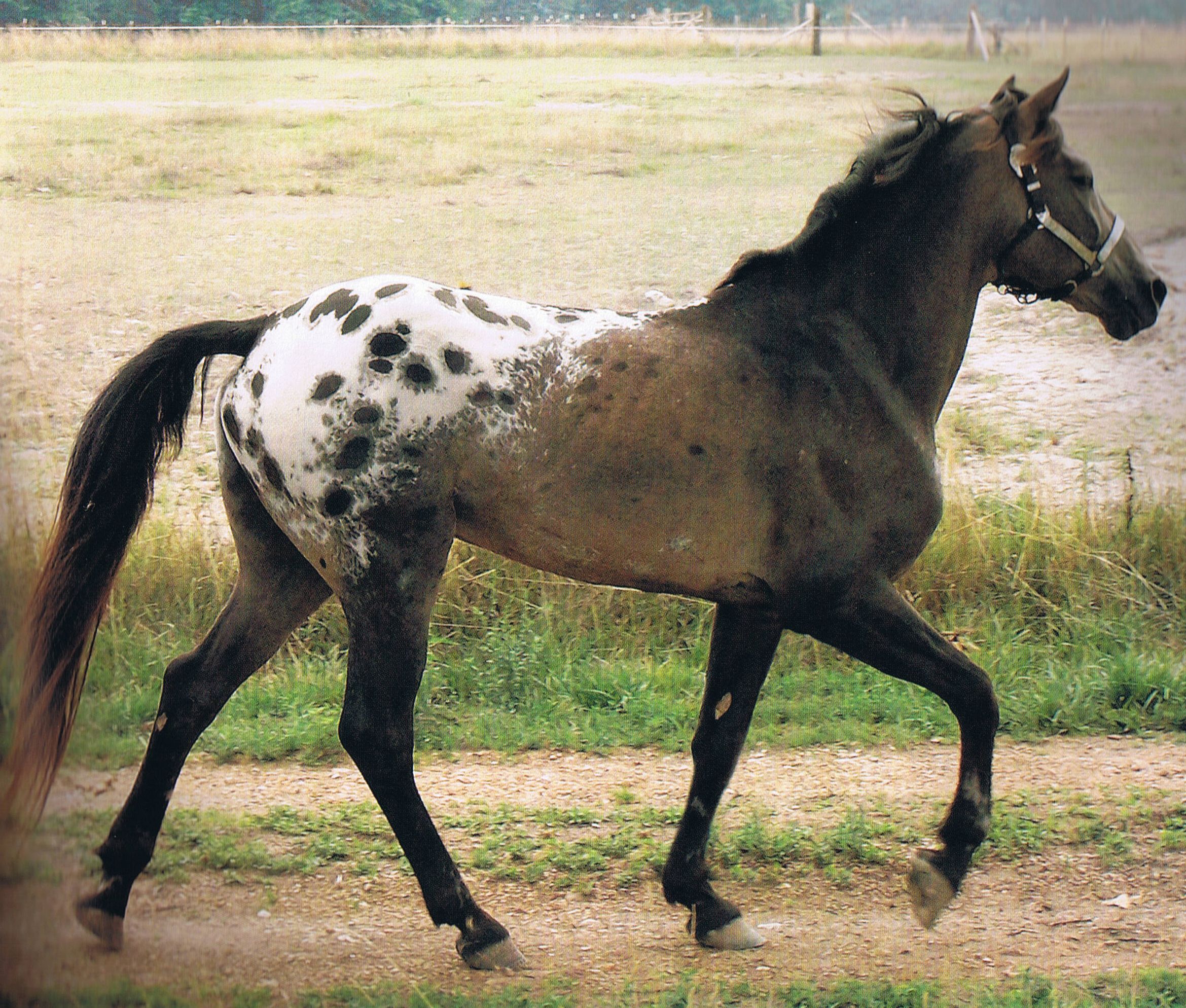 All about Tiger Horse Breed: Origins, Characteristics, and Care, basic information.