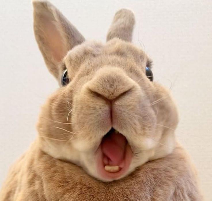 Bunny in Shock: Learn All About This Funny Rabbit Face.