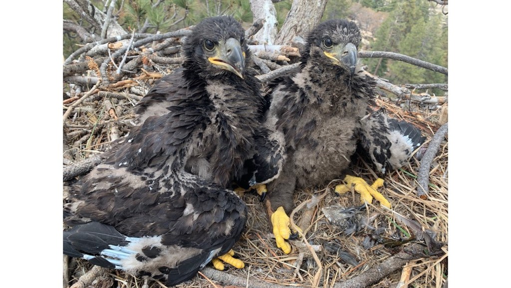 Where did Cookie the Eagle live? Explore the natural habitat and daily life of this famous bald eagle.
