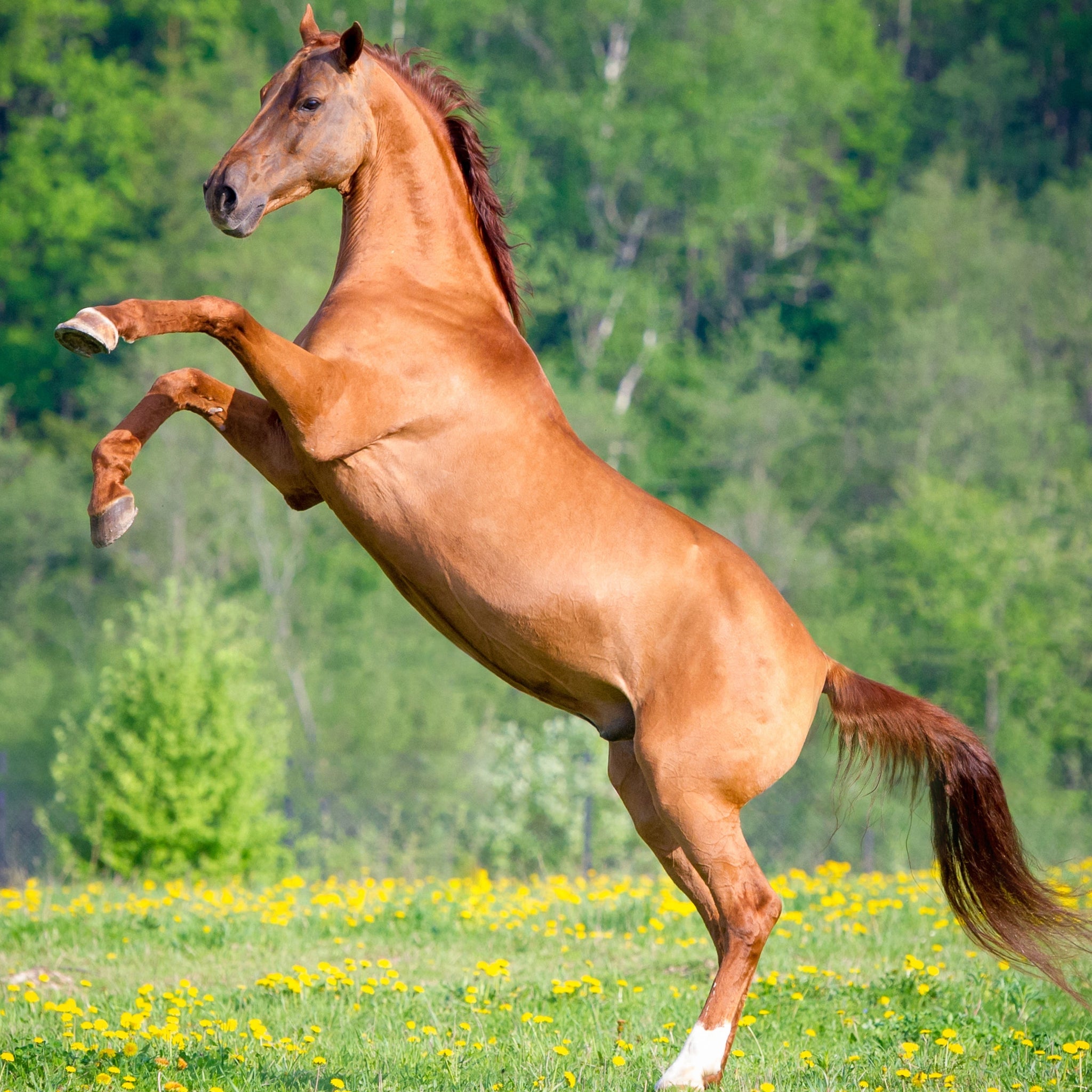 How do you properly use a devil bit on your horse? (Follow these simple steps for safe handling)