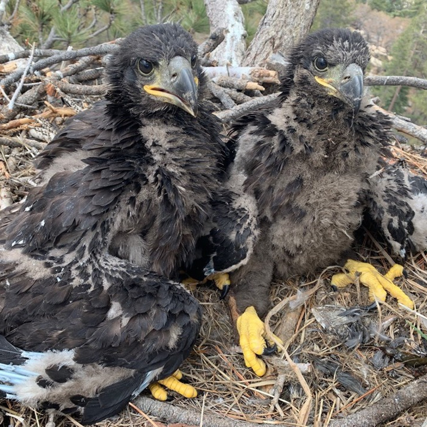 Where did Cookie the Eagle live? Explore the natural habitat and daily life of this famous bald eagle.