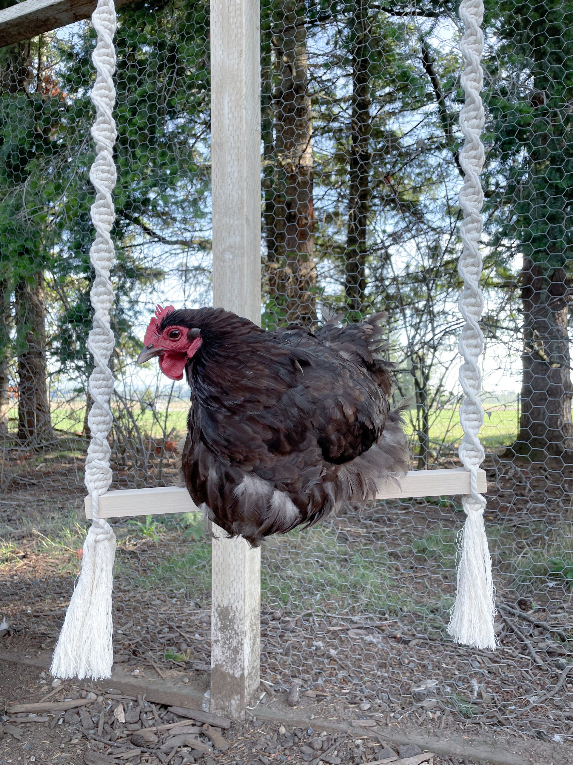 Chicken Swing DIY: What You Need to Know